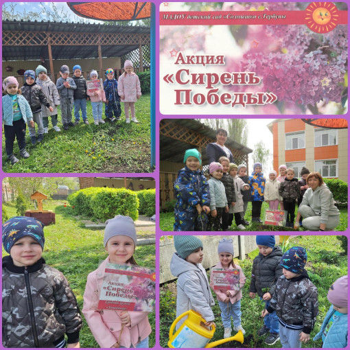 Сирень победы Сирень победы.